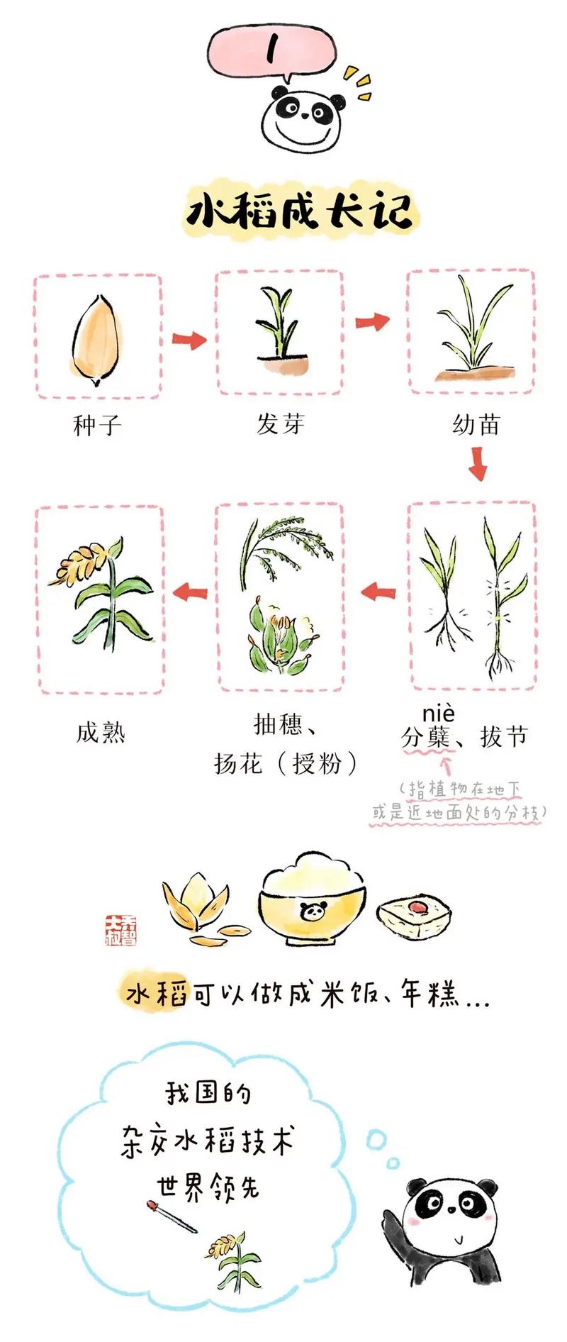 农村播种常识,农村播种玉米图片-第3张图片-牛逼常识网 农村播种常识,农村播种玉米图片-第3张图片-牛逼常识网
