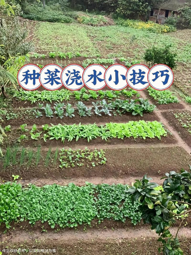 农村播种常识,农村播种玉米图片-第4张图片-牛逼常识网 农村播种常识,农村播种玉米图片-第4张图片-牛逼常识网