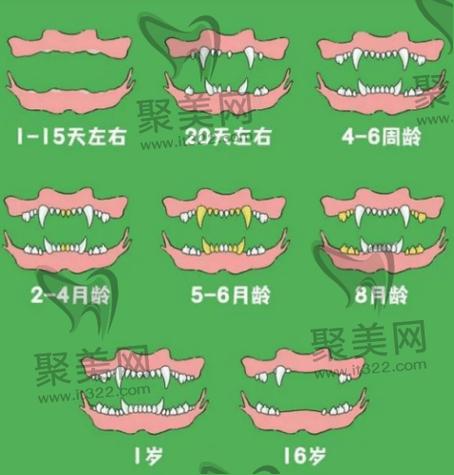 关于换牙常识,关于换牙我们需要知道什么-第2张图片-牛逼常识网 关于换牙常识,关于换牙我们需要知道什么-第2张图片-牛逼常识网