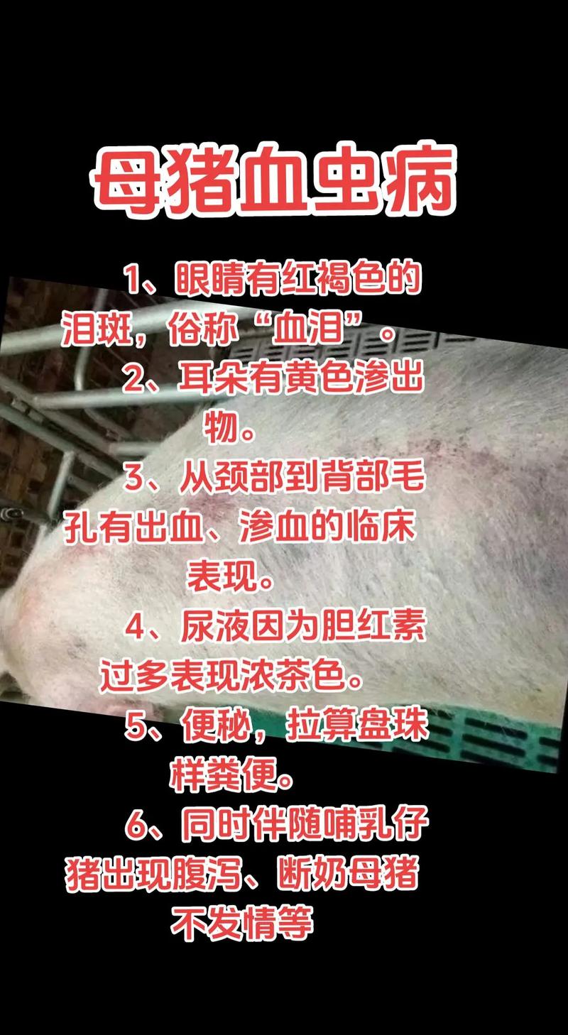 母猪疾病常识(母猪的疾病防治)-第2张图片-牛逼常识网 母猪疾病常识(母猪的疾病防治)-第2张图片-牛逼常识网