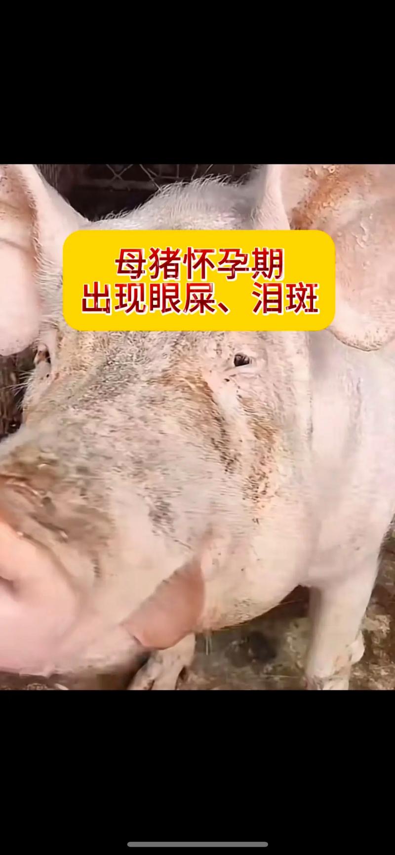 母猪疾病常识(母猪的疾病防治)-第7张图片-牛逼常识网 母猪疾病常识(母猪的疾病防治)-第7张图片-牛逼常识网