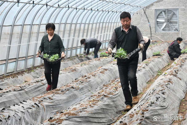 清明农耕常识(清明节农耕)-第5张图片-牛逼常识网 清明农耕常识(清明节农耕)-第5张图片-牛逼常识网