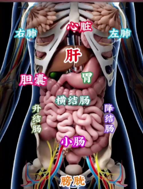 肝的工作常识 - 肝工作原理秒懂百科-第1张图片-牛逼常识网 肝的工作常识 - 肝工作原理秒懂百科-第1张图片-牛逼常识网