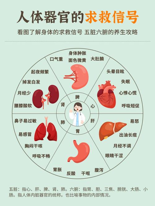 肝的工作常识 - 肝工作原理秒懂百科-第2张图片-牛逼常识网 肝的工作常识 - 肝工作原理秒懂百科-第2张图片-牛逼常识网