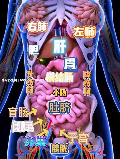 肝的工作常识 - 肝工作原理秒懂百科-第4张图片-牛逼常识网 肝的工作常识 - 肝工作原理秒懂百科-第4张图片-牛逼常识网