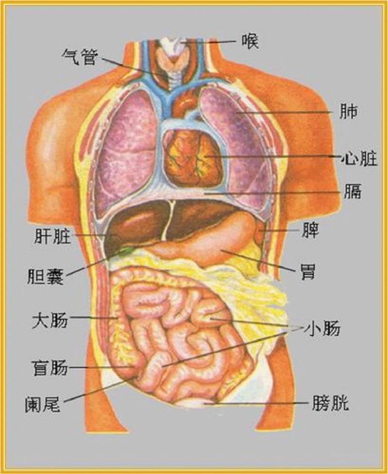 肝的工作常识 - 肝工作原理秒懂百科-第7张图片-牛逼常识网 肝的工作常识 - 肝工作原理秒懂百科-第7张图片-牛逼常识网