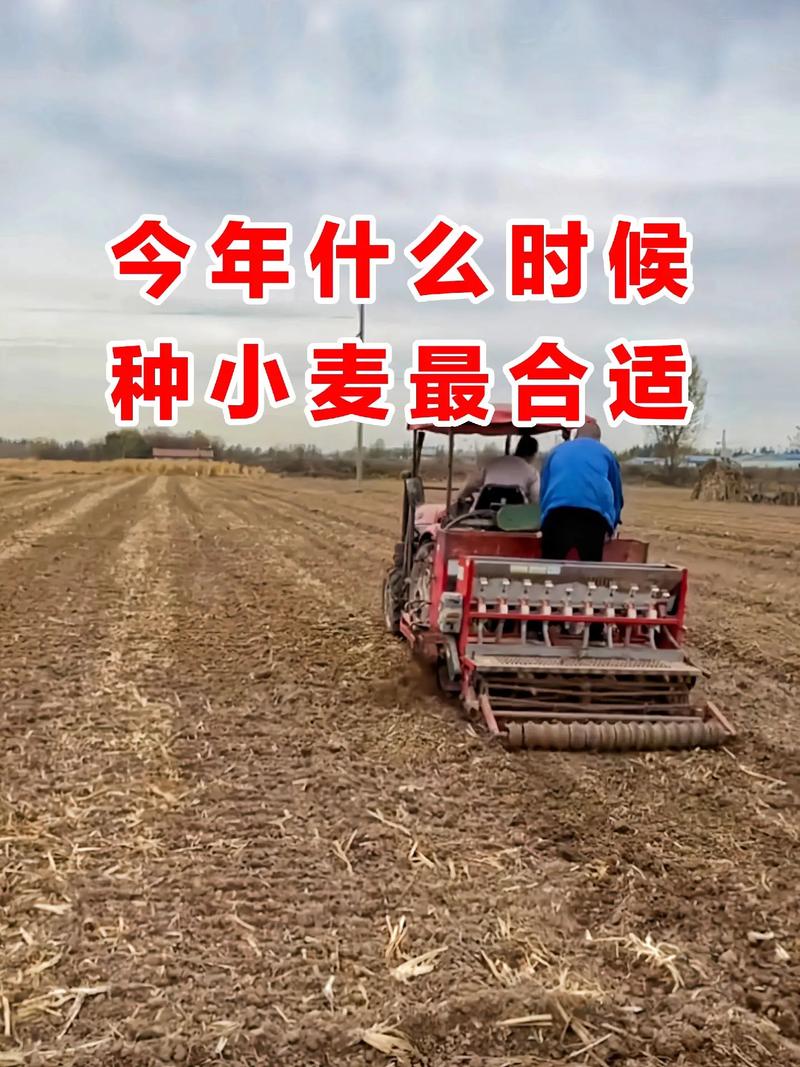 小麦种植常识,小麦种植方法及田间管理-第1张图片-牛逼常识网 小麦种植常识,小麦种植方法及田间管理-第1张图片-牛逼常识网