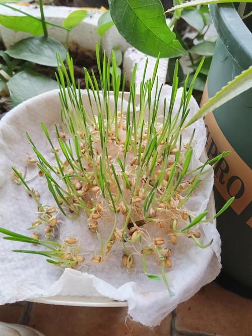 小麦种植常识,小麦种植方法及田间管理-第3张图片-牛逼常识网 小麦种植常识,小麦种植方法及田间管理-第3张图片-牛逼常识网