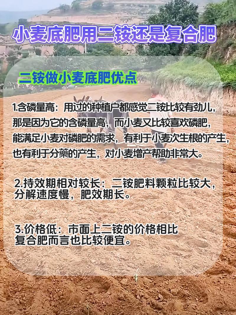 小麦种植常识,小麦种植方法及田间管理-第4张图片-牛逼常识网 小麦种植常识,小麦种植方法及田间管理-第4张图片-牛逼常识网