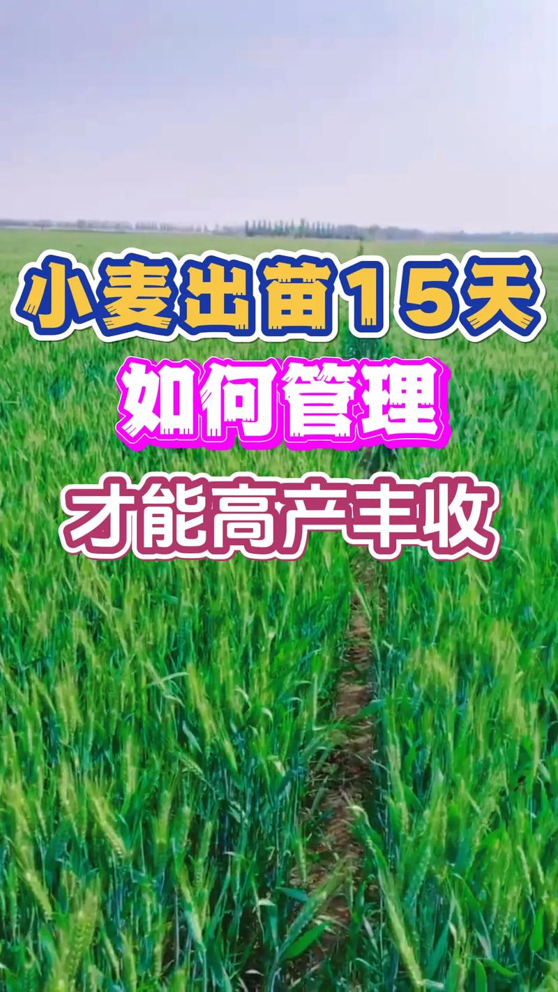 小麦种植常识,小麦种植方法及田间管理-第6张图片-牛逼常识网 小麦种植常识,小麦种植方法及田间管理-第6张图片-牛逼常识网