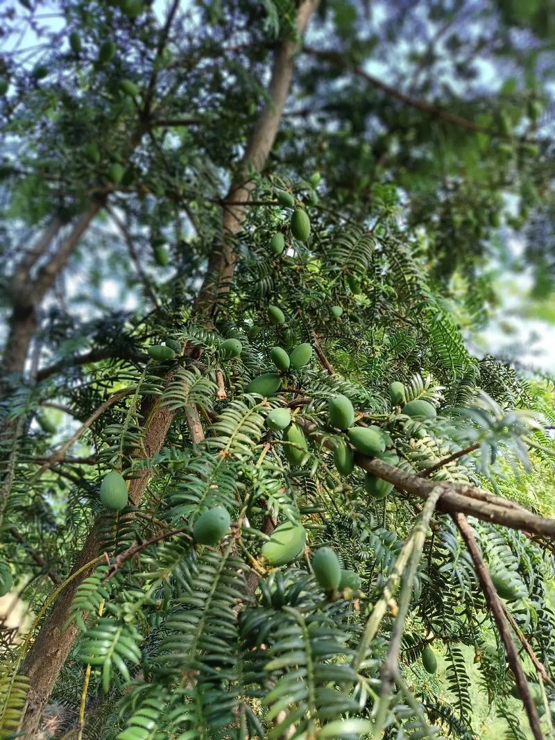 香榧苗种植常识,香榧种植管理技术视频-第1张图片-牛逼常识网 香榧苗种植常识,香榧种植管理技术视频-第1张图片-牛逼常识网