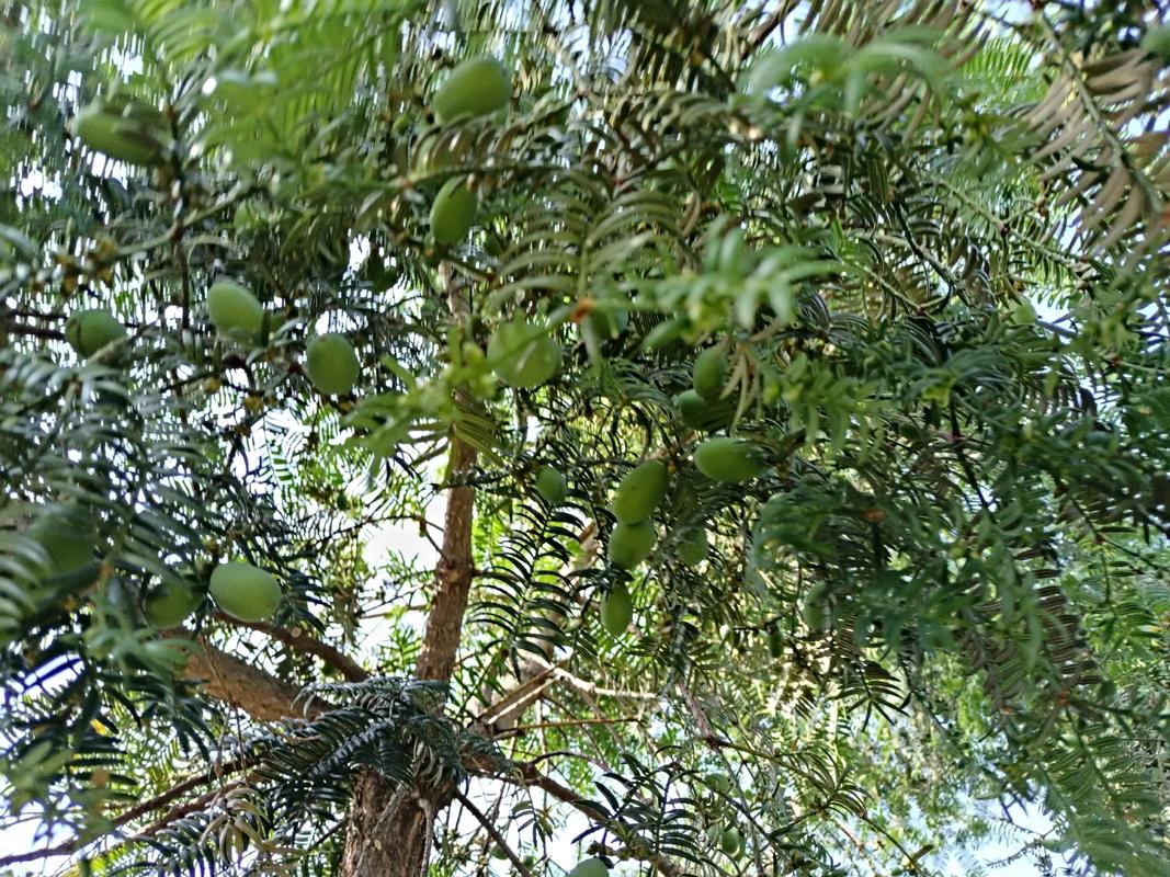香榧苗种植常识,香榧种植管理技术视频-第3张图片-牛逼常识网 香榧苗种植常识,香榧种植管理技术视频-第3张图片-牛逼常识网