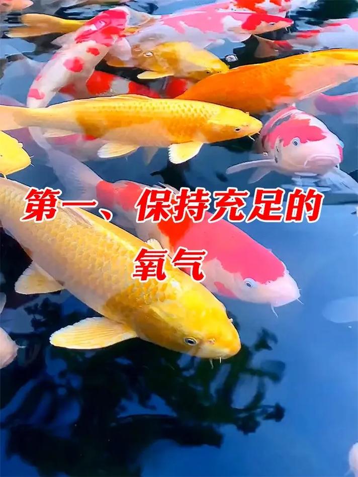 养锦鲤小常识(养锦鲤的经验)-第6张图片-牛逼常识网 养锦鲤小常识(养锦鲤的经验)-第6张图片-牛逼常识网