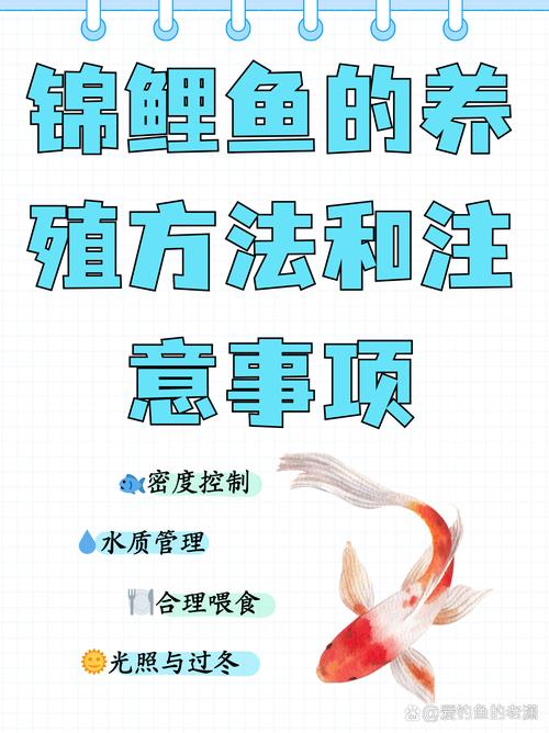 养锦鲤小常识(养锦鲤的经验)-第7张图片-牛逼常识网 养锦鲤小常识(养锦鲤的经验)-第7张图片-牛逼常识网