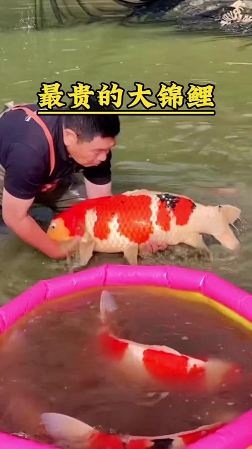 养锦鲤小常识(养锦鲤的经验)-第8张图片-牛逼常识网 养锦鲤小常识(养锦鲤的经验)-第8张图片-牛逼常识网