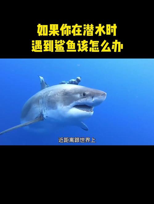 潜水常识鲨鱼 - 鲨鱼潜水深度-第5张图片-牛逼常识网 潜水常识鲨鱼 - 鲨鱼潜水深度-第5张图片-牛逼常识网