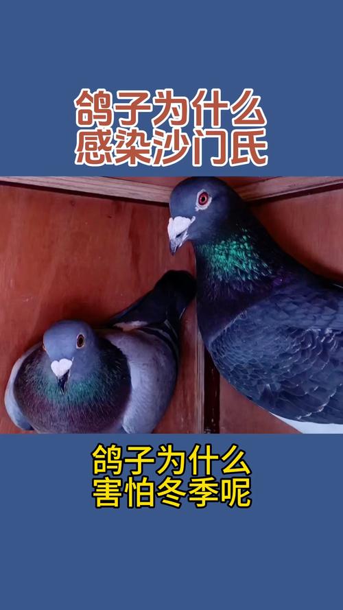 下载赛鸽常识,赛鸽知识讲堂-第2张图片-牛逼常识网 下载赛鸽常识,赛鸽知识讲堂-第2张图片-牛逼常识网