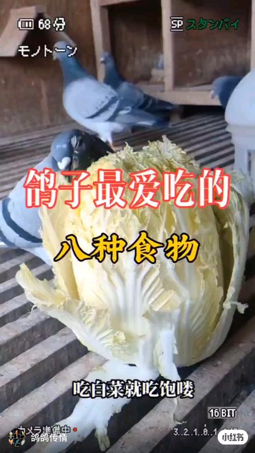 下载赛鸽常识,赛鸽知识讲堂-第5张图片-牛逼常识网 下载赛鸽常识,赛鸽知识讲堂-第5张图片-牛逼常识网
