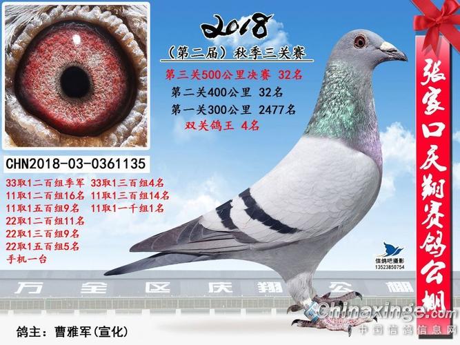 下载赛鸽常识,赛鸽知识讲堂-第6张图片-牛逼常识网 下载赛鸽常识,赛鸽知识讲堂-第6张图片-牛逼常识网