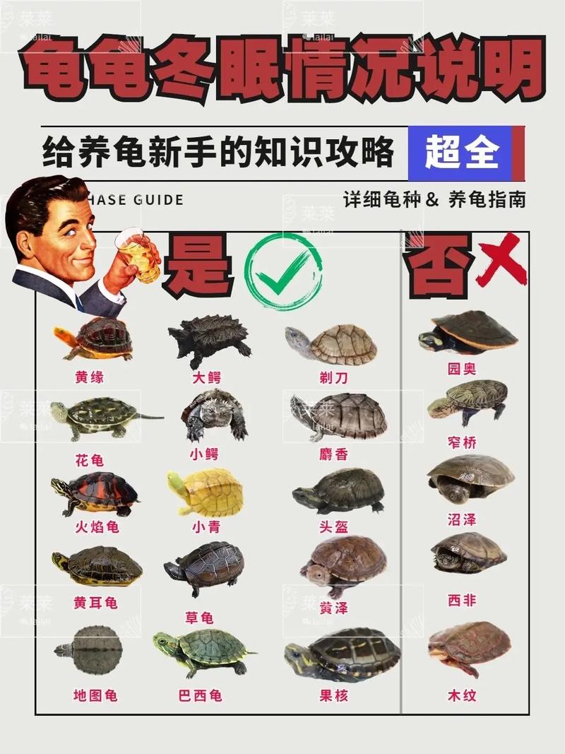 关于养龟常识 - 关于养龟常识的句子-第2张图片-牛逼常识网 关于养龟常识 - 关于养龟常识的句子-第2张图片-牛逼常识网