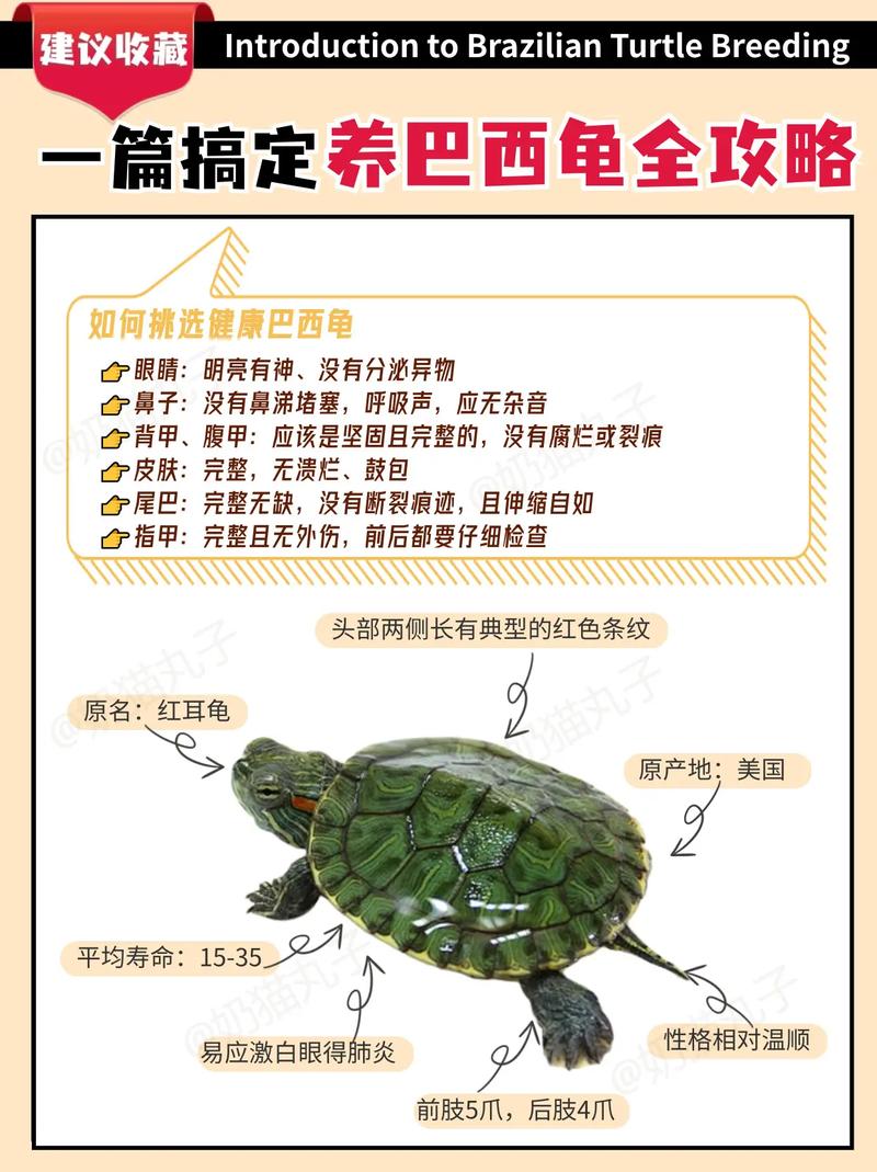 关于养龟常识 - 关于养龟常识的句子-第5张图片-牛逼常识网 关于养龟常识 - 关于养龟常识的句子-第5张图片-牛逼常识网