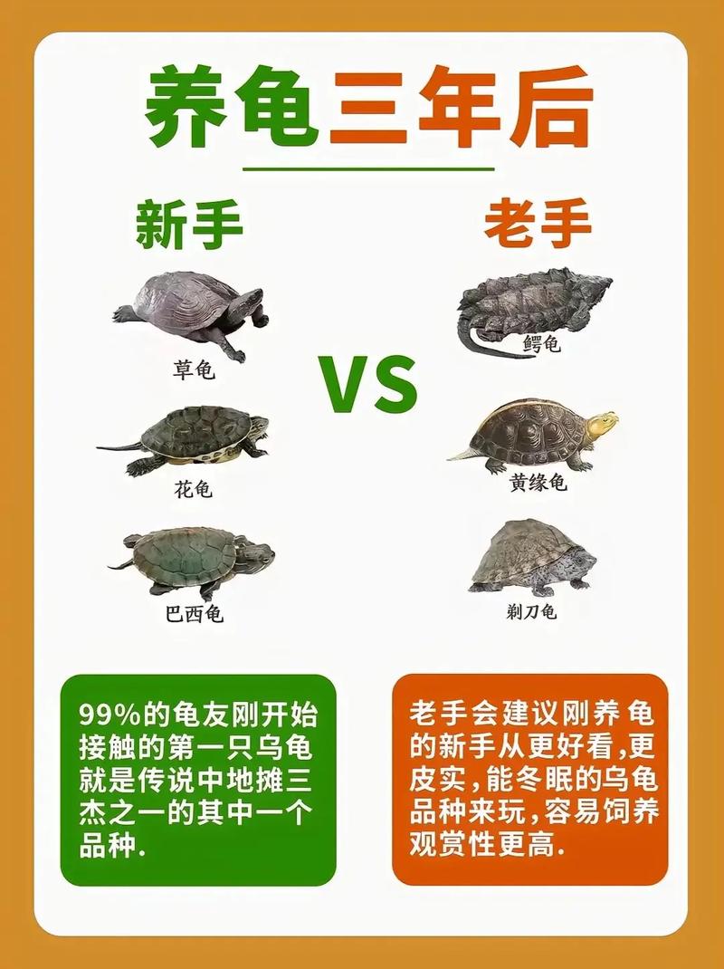 关于养龟常识 - 关于养龟常识的句子-第6张图片-牛逼常识网 关于养龟常识 - 关于养龟常识的句子-第6张图片-牛逼常识网