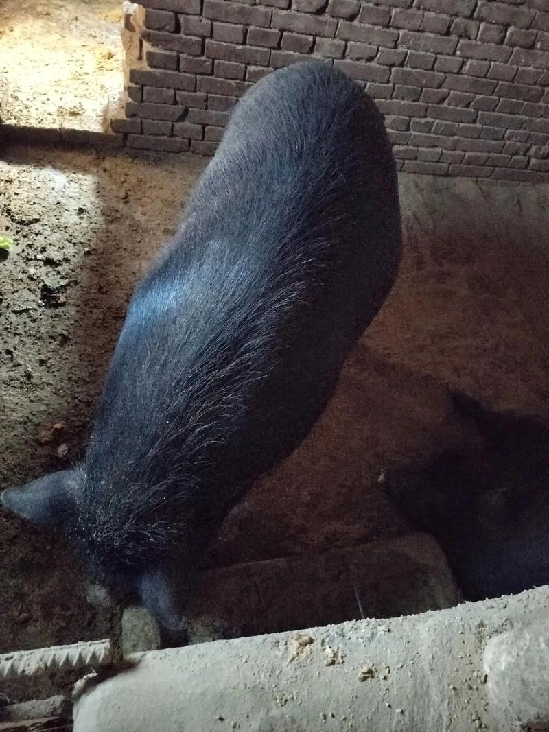 散养黑猪常识 - 散养黑猪的具备条件-第6张图片-牛逼常识网 散养黑猪常识 - 散养黑猪的具备条件-第6张图片-牛逼常识网