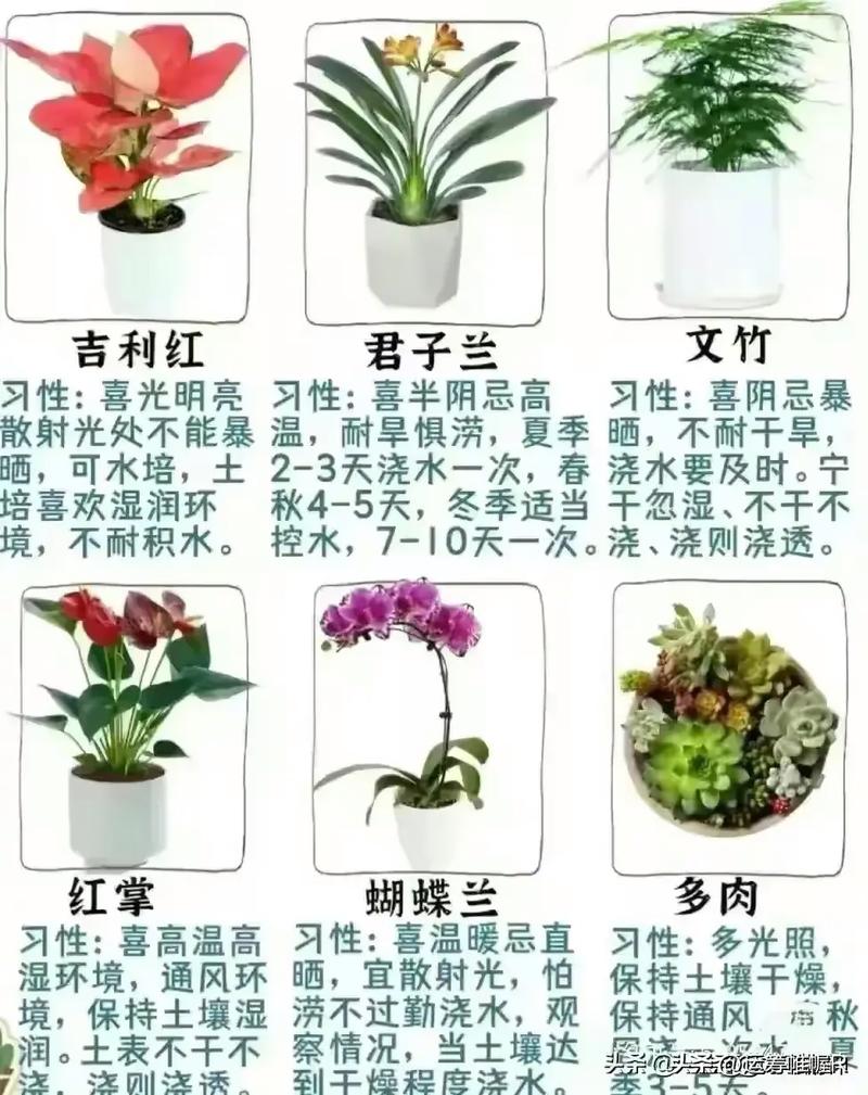 如何种花常识,怎么种花?需要注意什么-第4张图片-牛逼常识网 如何种花常识,怎么种花?需要注意什么-第4张图片-牛逼常识网