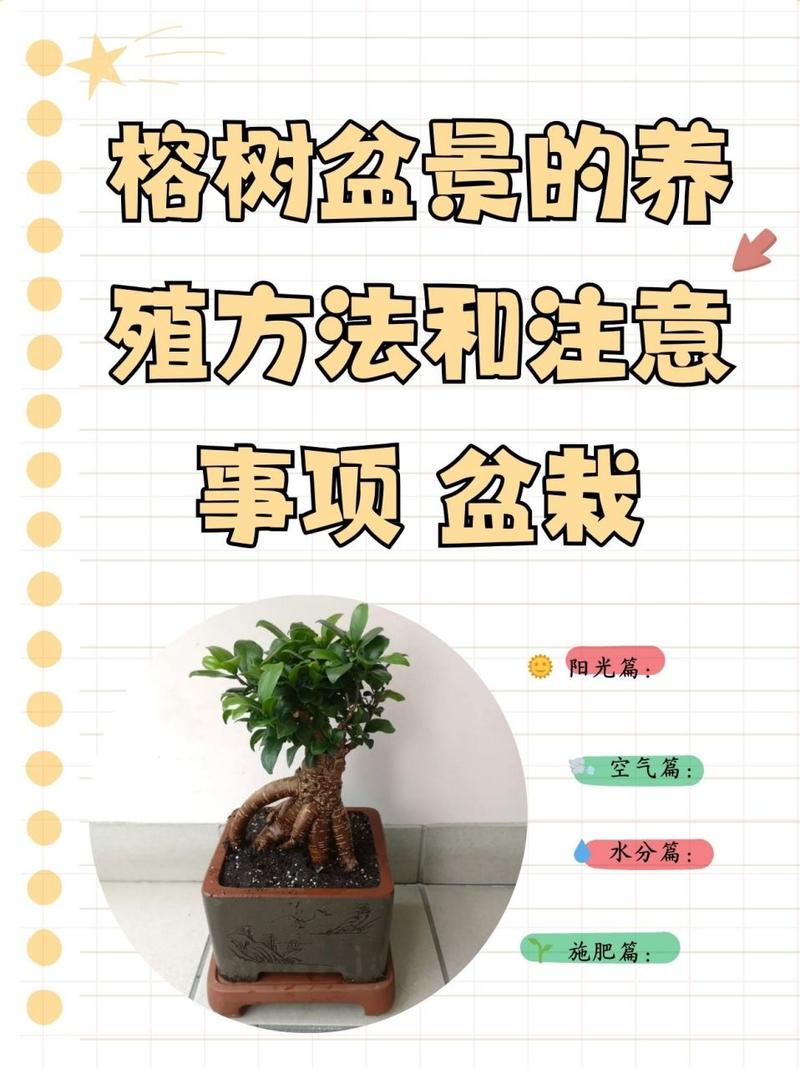 盆景施肥常识 - 盆景如何施肥长得快-第6张图片-牛逼常识网 盆景施肥常识 - 盆景如何施肥长得快-第6张图片-牛逼常识网