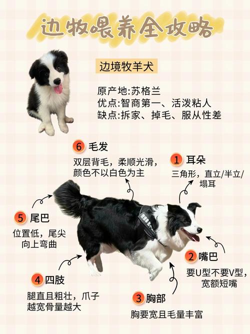 宠物必备常识(宠物必备常识书籍)-第7张图片-牛逼常识网 宠物必备常识(宠物必备常识书籍)-第7张图片-牛逼常识网