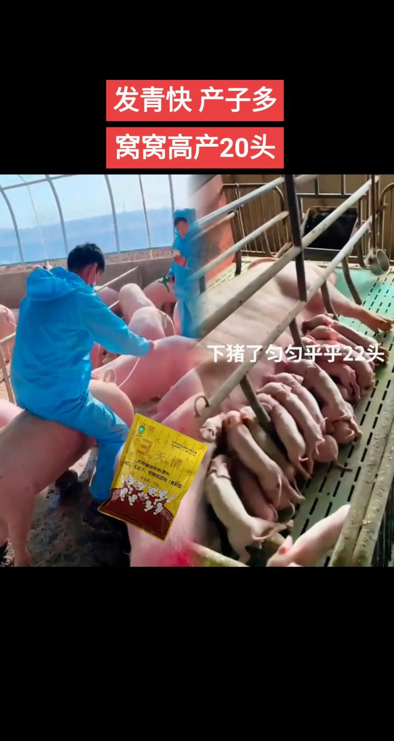 养母猪小常识(养母猪小常识图片)-第1张图片-牛逼常识网 养母猪小常识(养母猪小常识图片)-第1张图片-牛逼常识网