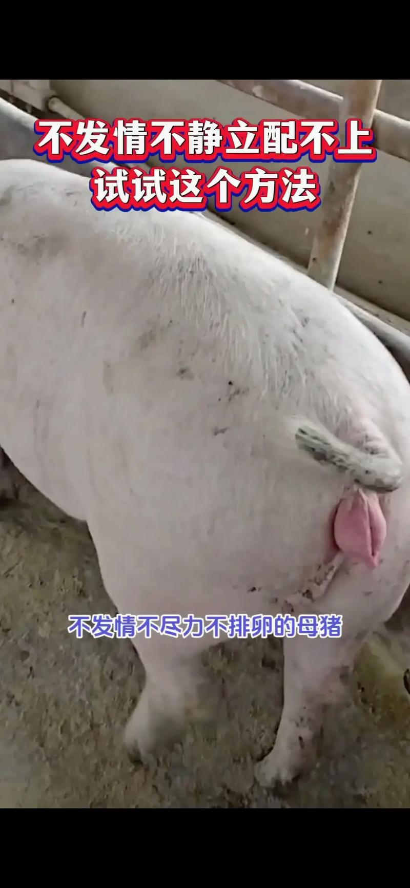 养母猪小常识(养母猪小常识图片)-第3张图片-牛逼常识网 养母猪小常识(养母猪小常识图片)-第3张图片-牛逼常识网