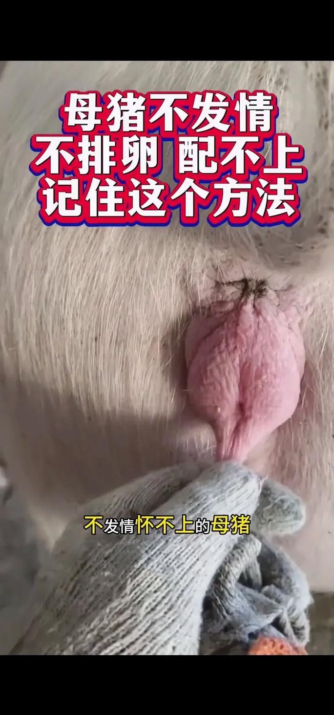 养母猪小常识(养母猪小常识图片)-第5张图片-牛逼常识网 养母猪小常识(养母猪小常识图片)-第5张图片-牛逼常识网
