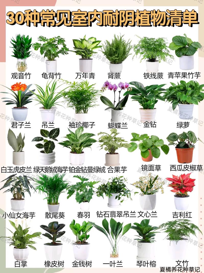 植物光照多长时间最合适（植物光照度需要多大lx）