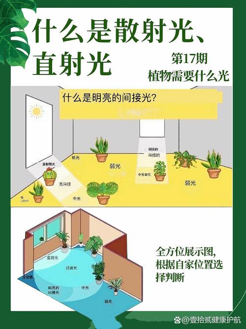 植物光照常识 - 植物光照度对照表-第4张图片-牛逼常识网 植物光照常识 - 植物光照度对照表-第4张图片-牛逼常识网