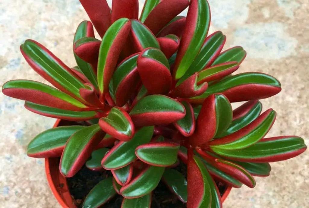 植物光照常识 - 植物光照度对照表-第5张图片-牛逼常识网 植物光照常识 - 植物光照度对照表-第5张图片-牛逼常识网