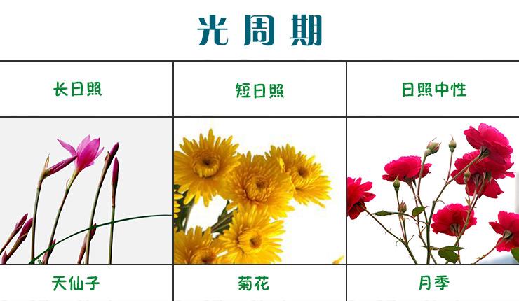 植物光照常识 - 植物光照度对照表-第6张图片-牛逼常识网 植物光照常识 - 植物光照度对照表-第6张图片-牛逼常识网