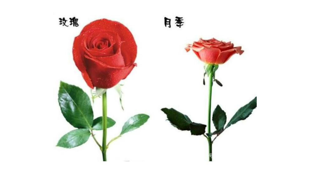 月季英文常识(月季英文怎么说)-第1张图片-牛逼常识网 月季英文常识(月季英文怎么说)-第1张图片-牛逼常识网