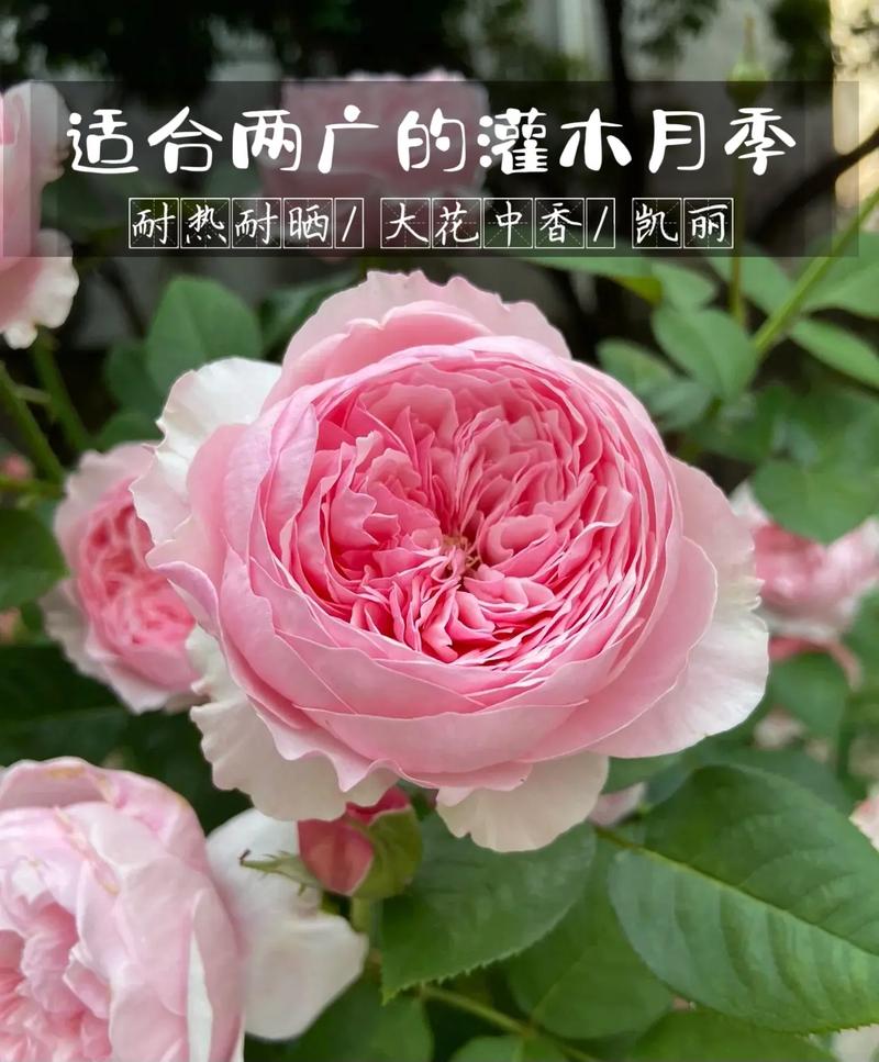 月季英文常识(月季英文怎么说)-第3张图片-牛逼常识网 月季英文常识(月季英文怎么说)-第3张图片-牛逼常识网