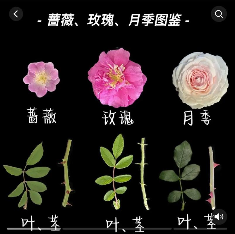 月季英文常识(月季英文怎么说)-第4张图片-牛逼常识网 月季英文常识(月季英文怎么说)-第4张图片-牛逼常识网