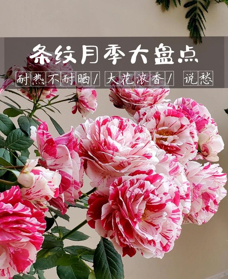 月季英文常识(月季英文怎么说)-第7张图片-牛逼常识网 月季英文常识(月季英文怎么说)-第7张图片-牛逼常识网