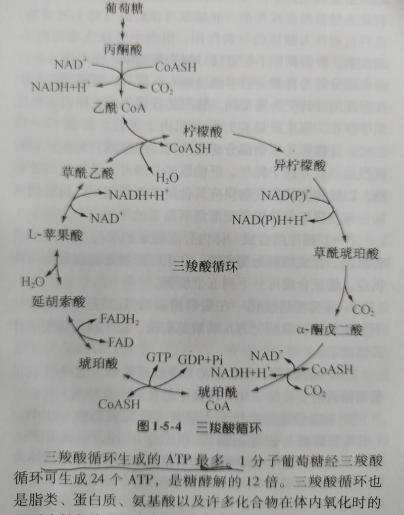 循环系统的工作特点（循环系统的工作原理）