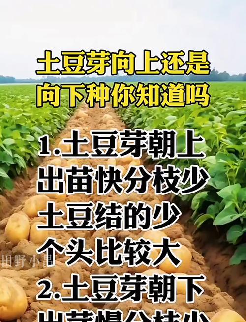 在家如何种土豆（如何种土豆使土豆结得多还大）
