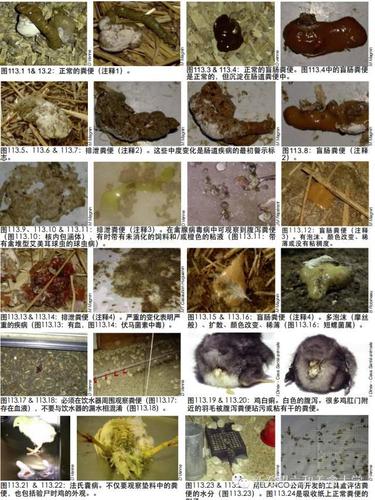 信鸽粪便常识,信鸽粪便带血是什么病-第3张图片-牛逼常识网 信鸽粪便常识,信鸽粪便带血是什么病-第3张图片-牛逼常识网