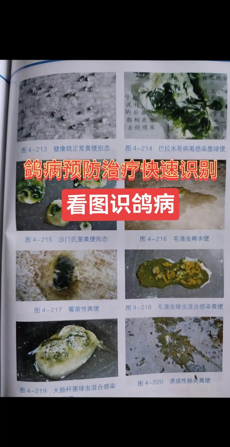 信鸽粪便常识,信鸽粪便带血是什么病-第4张图片-牛逼常识网 信鸽粪便常识,信鸽粪便带血是什么病-第4张图片-牛逼常识网