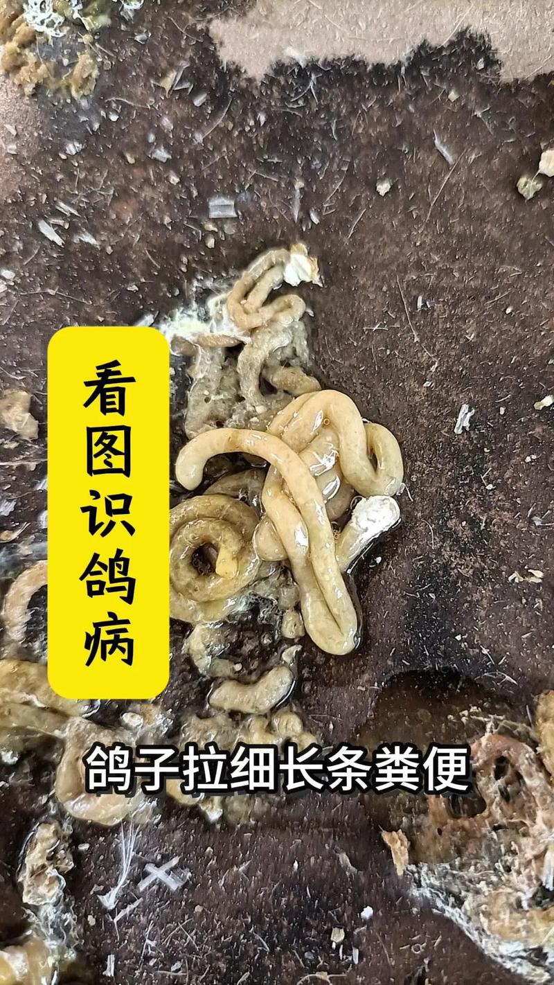 信鸽粪便常识,信鸽粪便带血是什么病-第5张图片-牛逼常识网 信鸽粪便常识,信鸽粪便带血是什么病-第5张图片-牛逼常识网