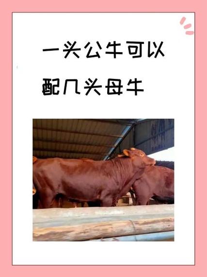 牛配种的常识 - 牛要配种的表现-第1张图片-牛逼常识网 牛配种的常识 - 牛要配种的表现-第1张图片-牛逼常识网