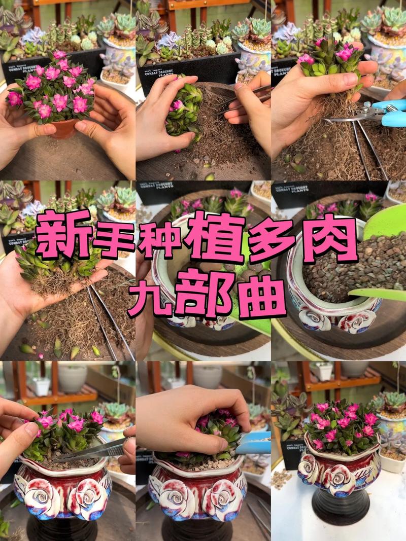 多肉种植常识 - 多肉种植小技巧-第2张图片-牛逼常识网 多肉种植常识 - 多肉种植小技巧-第2张图片-牛逼常识网