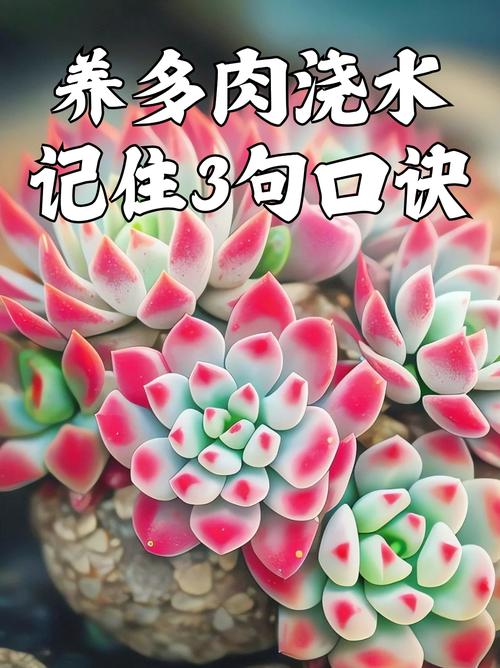 多肉种植常识 - 多肉种植小技巧-第5张图片-牛逼常识网 多肉种植常识 - 多肉种植小技巧-第5张图片-牛逼常识网