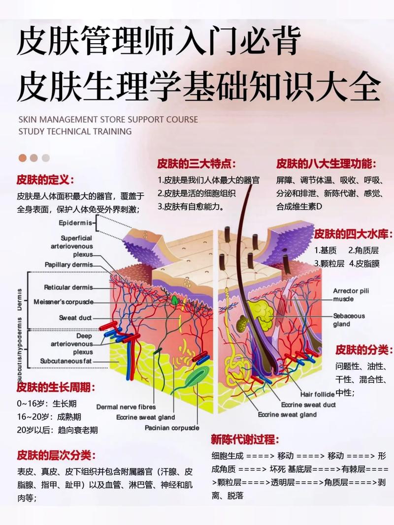 生活小常识皮肤 - 皮肤小知识文字和图片-第1张图片-牛逼常识网 生活小常识皮肤 - 皮肤小知识文字和图片-第1张图片-牛逼常识网